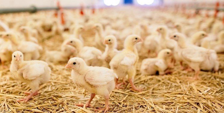 انتقاد کمیسیون کشاورزی مجلس به افزایش قیمت گوشت مرغ