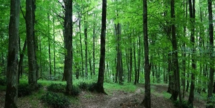 مجوز مجلس برای واگذاری حفاظت از جنگل‌ها به اشخاص غیردولتی