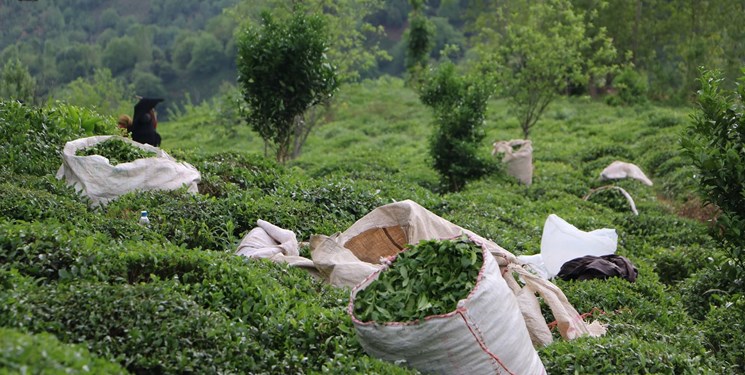 هدف‌گذاری وزارت جهاد کشاورزی برای تولید 50 هزار تن چای در سال